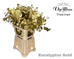 Euca Cinerea Gold 300GR