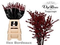 Ilex Bordeaux 70 Cm