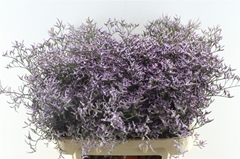 Lim Safora Lilac 80cm 40gram