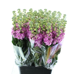 Matth Iron Pink 65cm 24