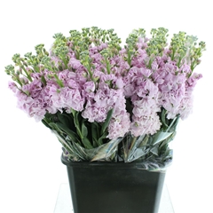 Matth Iron Cherry Bl 65cm 24