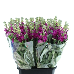 Matth Iron Deep Pink 65cm 24