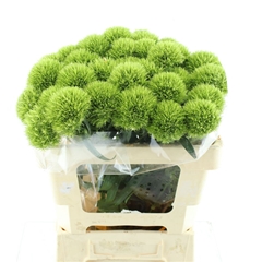 Di Barb Kiwi Mellow 55cm 23