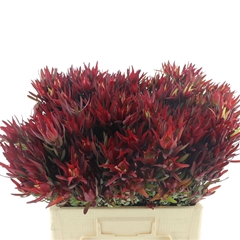 Leucad C Blush Pearl 50cm