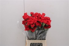 Di St Red