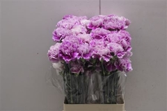 Di St Merletto Lavender