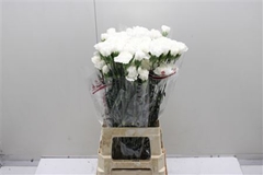 Di St Moonlight