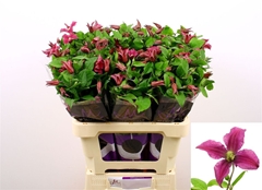 Clematis Inspiration 60cm 23