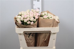 R Tr Good Mood 70cm 55+