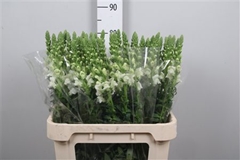Antir Po Early White 80cm
