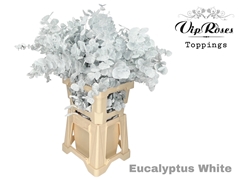 Euca Cinerea White 300GR