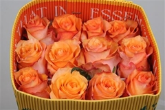R Gr Twilight 60cm