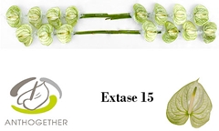 Anth A Extase 7cm Ø