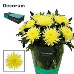 Chr G Topspin Yellow 70cm 90gram
