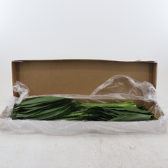 Aspidistra 80cm