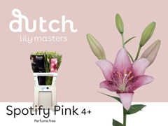 Li La Spotify Pink 90cm 45+
