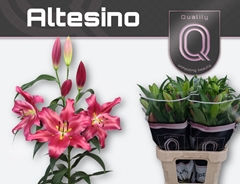 Li Ot Altesino 80cm 20+