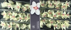 Cymb T Ivory 80cm 12+