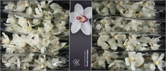 Cymb Antonella 80cm 12+