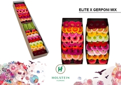 Germini Elit X Pom Gem 45cm 7cm Ø