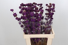 Callicarpa Giraldii 70cm
