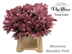 Skimmia Metallic Pink