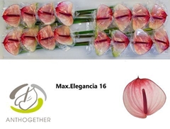 Anth A Maxima Elegan 11cm Ø