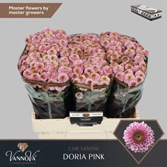 Chr San Doria Pink 55cm 130g