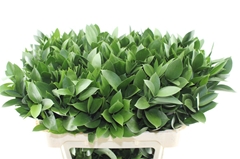 Ruscus Hypophyllum 70cm