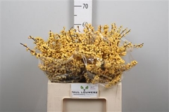 Ilex Vert Citronella 60cm