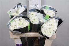 Ran Elegance White 50cm
