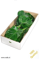 Monstera Blad..groot 55cm