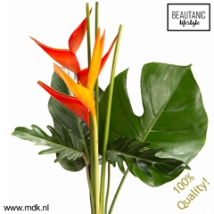 Heliconia Boeket 60cm