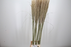 Cortaderia 130cm