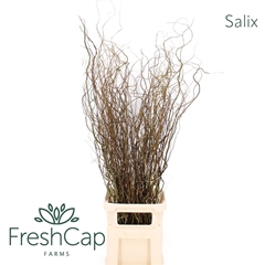 Salix Wilgentak 150cm