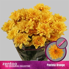 Chr T Pastela Orange 70cm 120gram