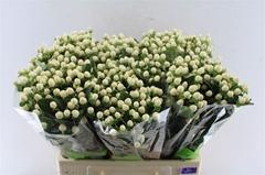 Hyp Sisu Twinkle 60cm