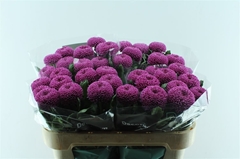 Chr G Roxo 70cm 80gram