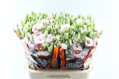Eus G Lis Soft Pink 70cm