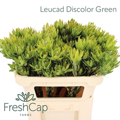 Leucad Discolor 70cm