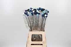 Craspedia 70cm