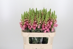 Antir Potomac Pink 75cm