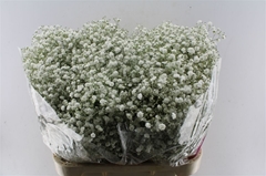 Gyps Pa Xlence 80cm 40gram