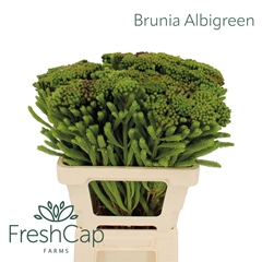 Brun Albiflora 60cm