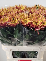 Chr G Tula 80cm 80gram