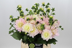 Dahl Dianas Memory 40cm