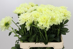 Dahl Champagne 60cm
