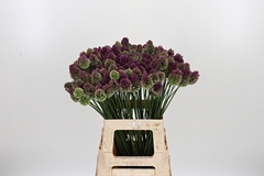 Allium Sphaerocephal 65cm