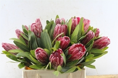 Protea Lancelot 40cm