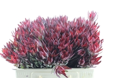 Leucad Sal Blush 50cm